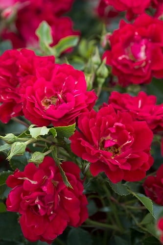 Red Drift Groundcover Rose 