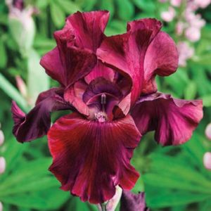Red Riches Bearded Iris