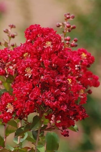 Red Rooster Crape Myrtle 