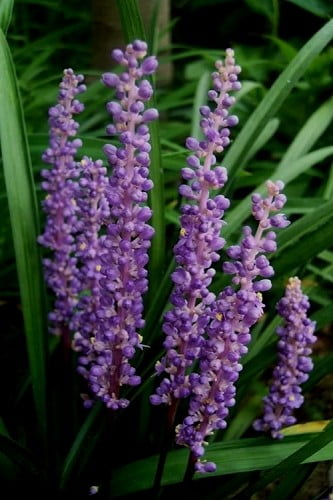 Royal Purple Liriope Lilyturf 