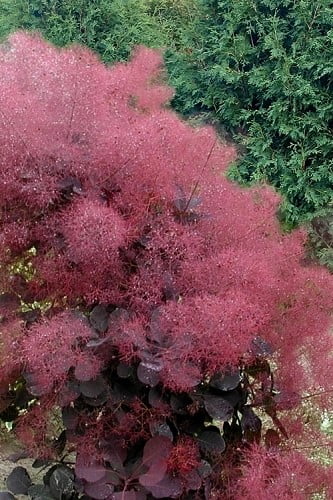 Royal Purple Smoke Tree (Smokebush) Cotinus coggygria 