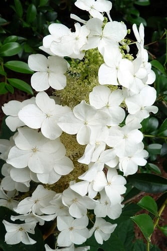 Semmes Beauty Oakleaf Hydrangea 