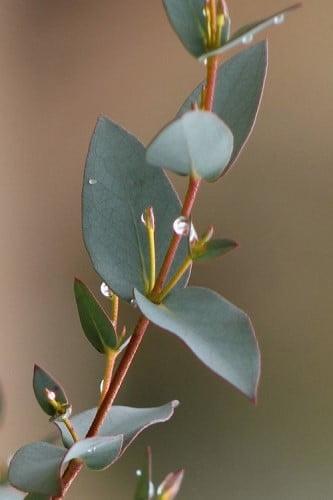 Sheila Cold Hardy Eucalyptus Tree (Eucalyptus stellulata) 