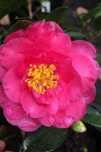 Shishi Gashira Dwarf Camellia Sasanqua 