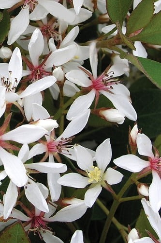 Snow White Indian Hawthorne Rhaphiolepis indica 