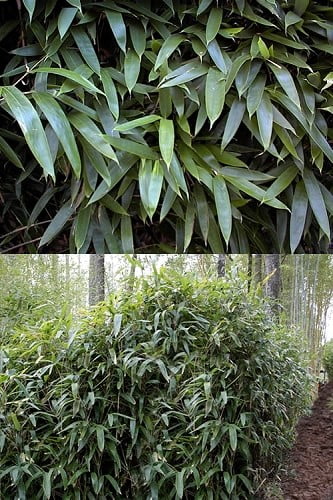 Solidus Broadleaf Bamboo Indocalamus latifolius 'Solidus' 
