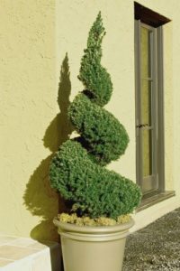 Spiral Dwarf Alberta Spruce Topiary