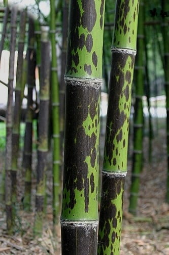 Spotted Leopard Bamboo Phyllostachys bambusoides ‘Tanakae’ | Landscape ...