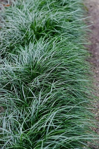 Tall Mondo Grass 