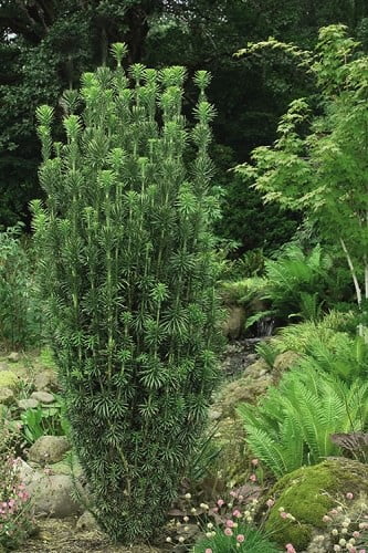 Upright Japanese Plum Yew Cephalotaxus harringtonia 'Fastigiata'
