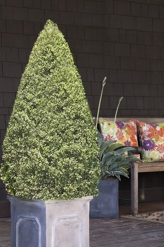 Variegated Boxwood Cone Topiary (Buxus sempervirens 'Variegata')