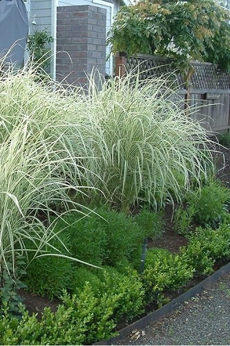 Variegated Maiden Grass Miscanthus sinensis 'Variegatus' 