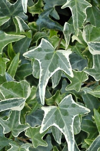 Variegated Needlepoint Ivy (Hedera helix) 