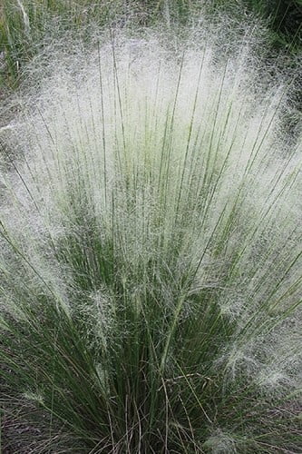 White Cloud Muhly Grass 