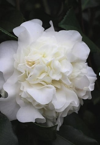 White Debutante Camellia Japonica 