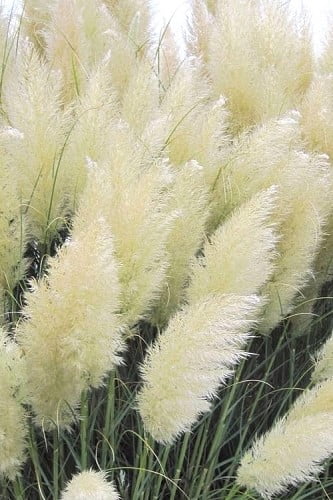 White Pampas Grass 