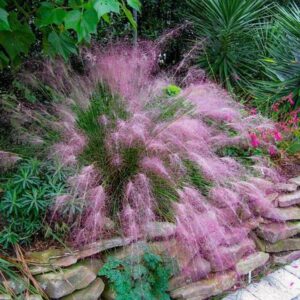 Pink-Muhly-Grass