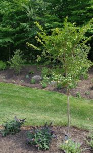 landscape beds & new plantings