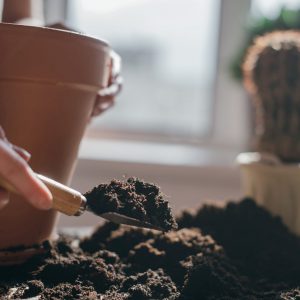changing-potting-soils