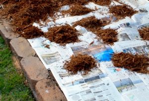 newspaper-cardboard-weeds