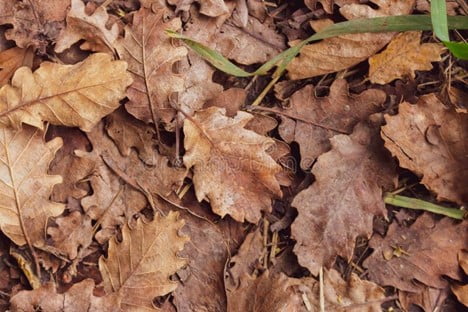 dry dead oak leaves