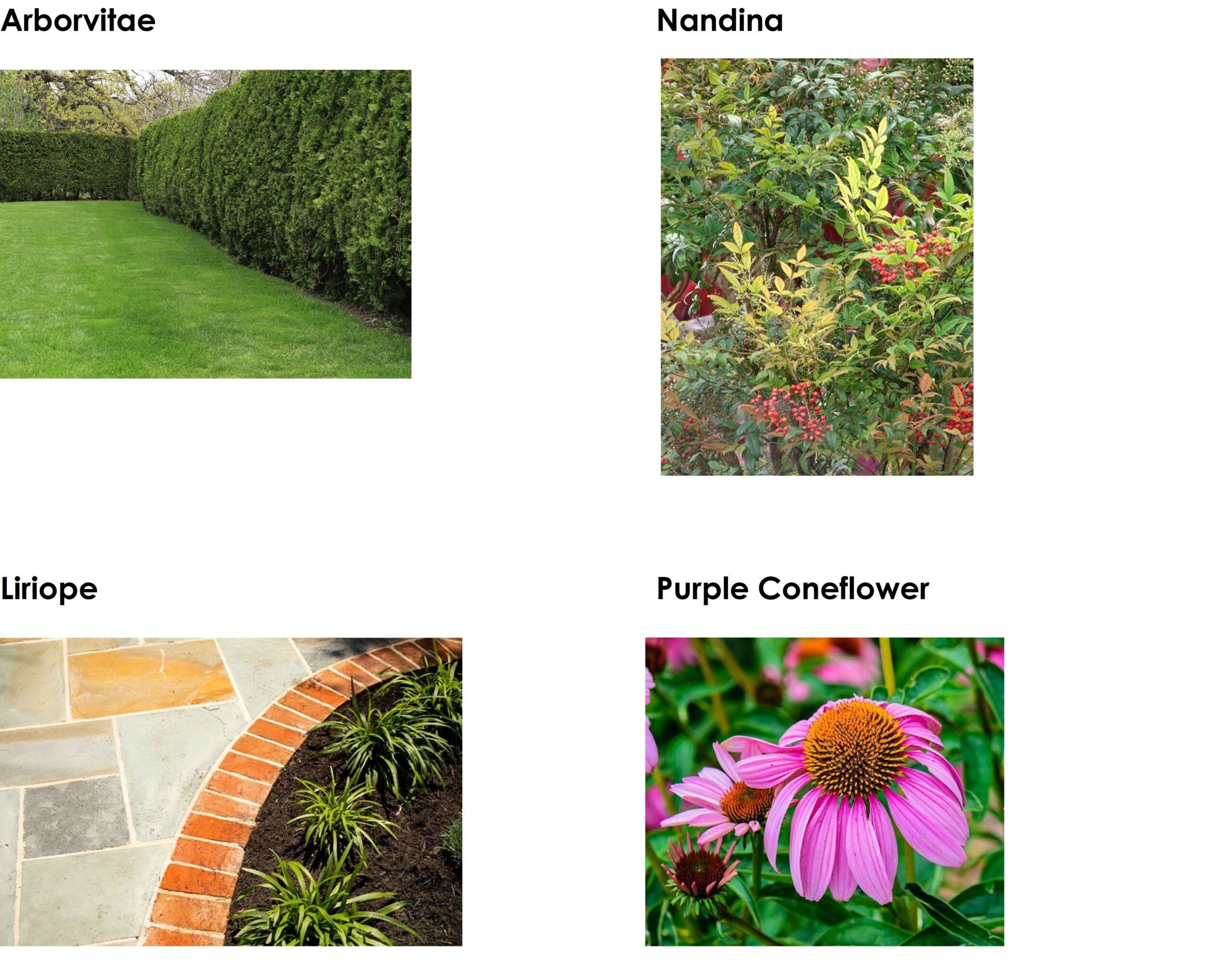 Arborvitae, Nandina, Liriope, Purple Coneflower